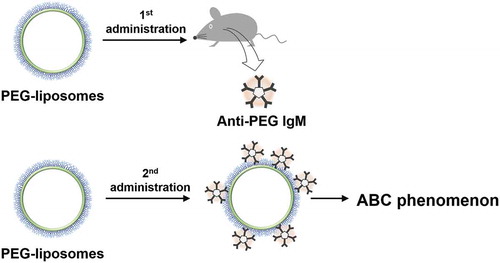 Figure 2. The first PEG-liposome elicited anti-PEG IgM, and the second PEG-liposome exhibited ABC phenomenon.