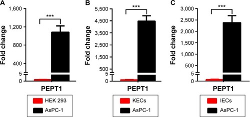 Figure 1 Real-time RT-PCR analysis of the transcriptional level of PEPT1 in pancreatic cancer cells AsPC-1 compared with normal cells including HEK 293 (A), KECs (B) and IECs (C).Notes: Error bars represent SD (n=3). ***P<0.001 (two-tailed Student’s t-test).Abbreviations: PEPT1, peptide transportor 1; KECs, kidney epithelial cells; IECs, intestine epithelial cells; SD, standard deviation; RT-PCR, reverse transcription polymerase chain reaction.