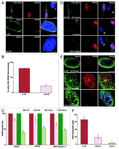 Figure 5. Effect of Nesprin-1 knock down on MSH2 and MSH6. (A) Nesprin-1 was detected with K43–322–2 (green) or pAb SpecII (green). MSH2 (red), MSH6 (red), and DAPI (blue). Arrow head indicates the KD-HF cell. Scale bars, 10 µm. (B) Quantification of the percentage of cells presenting > 20 MSH6 foci for C-HF (white bar) or KD-HF (black bar). Error bars represent standard deviations (*P < 0.0001). (C) MSH2, MSH6 and Nesprin-1 transcript levels in C-HF, KD-HF, C-HeLa, and KD-HeLa as determined by qRT-PCR. Significant downregulation of MSH2 and MSH6 was detected in KD-HF and KD-HeLa cells compared with C-HF and C-HeLa cells (*P < 0.05, **P < 0.0001). For normalization, GAPDH was used. (D) KD-HF cells were arrested at G1, S, G2/M as indicated. Immunofluorescence was performed to determine nuclear distribution of K43-322-2 (green) and its colocalization with MSH2 (red). (E) Immunofluorescence analysis showing colocalization of MSH6 with Nesprin-1 in C-HF cells. Nesprin-1 (Spec II) and MSH6 localization for C-HF cells in G1, S or G2/M phase. The colocalization is increased in S phase. Scale bars, 10 µm. (F) Toxic effect of Etoposide to C-HF, KD-HF, and DLD-1 cells. Histograms represent the mean IC50 values ± SD determined after 5 d of culturing with continuous exposure to Etoposide (*P < 0.001).