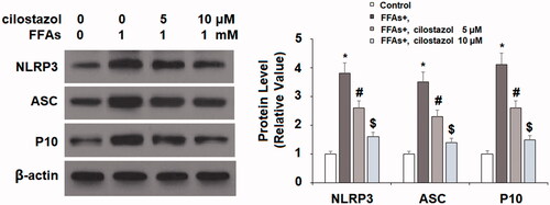 Figure 5. Cilostazol prevents FFA-induced activation of NLRP3 inflammasome in HAECs. Cells were stimulated with high FFAs (1 mM) with or without cilostazol (5, 10 μM) in HAECs for 36 h. Expression of NLRP3, ASC, and cleaved caspase 1 (P10) was measured by western blot analysis (*, #, $, p < .01 vs. previous group).