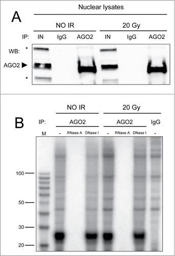 Figure 1. (A) AGO2 IP efficiency was tested by Western blot. Five% of each AGO2 IP (lanes AGO2) or mock IP (lanes IgG), performed in nuclear extracts of irradiated (20 Gy) or not irradiated (NO IR) HeLa cells, was resolved onto a 4–15% SDS-PAGE along with 1% of the input lysates (lanes IN). Proteins were transferred onto nitrocellulose membrane and probed for AGO2. The arrowhead indicates endogenous AGO2, whereas the asterisks mark unspecific bands. No AGO2 is retained in the mock IPs. (B) Human AGO2 binds to small RNAs only and not to small DNAs in the nucleus. AGO2 co-precipitated nucleic acids (lanes AGO2) from irradiated (20 Gy) or not irradiated (NO IR) HeLa nuclei were 5′-radioactively labeled, treated with RNase A or DNase I and fractionated onto a 10% urea PAGE along with a size marker (lane M). As controls, both untreated samples (lanes -) and nucleic acids from mock IP (lane IgG) were also fractionated.