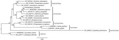 Figure 1. Maximum-likelihood-based phylogenetic tree of Orchidaceae representatives constructed using full length plastome sequences. The numbers on each node are RAxML bootstrap values (based on 1000 replicates). The tree is rooted with non-orchid monocot representatives.