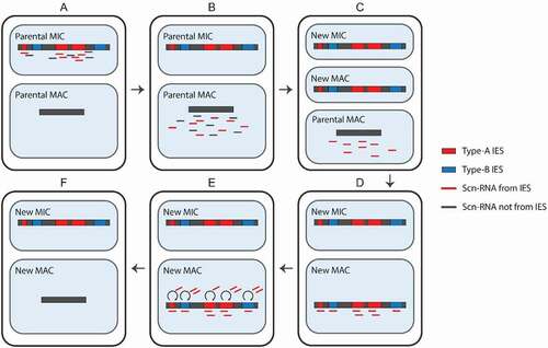Figure 2. Programmed DNA elimination. Early scan-RNAs (scnRNAs) are produced from type-A internal eliminated sequences (IESs) and surrounding regions (A). Next, they are transported to the MAC (B) and scnRNAs complementary to the MAC genome are degraded. Meanwhile, a new MIC and MAC have been formed (C). The remaining scnRNAs are transported to the new MAC, where they recognize both type-A and – B IESs (D). The scnRNAs induce heterochromatin formation and the production of late-scnRNAs, which further spread the heterochromatin (E). Finally, the parts of the genome marked by heterochromatin are excised and the ends are ligated (F)