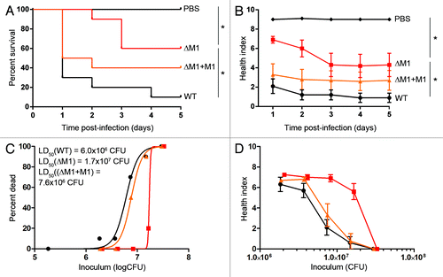 Figure 5. Knockout of M-protein in M1 GAS reduces virulence in the wax worm model. Wax worms were inoculated with a dose titration of WT (circles), M-protein knockout (squares), or M-protein complemented (triangles) GAS and monitored daily for 5 d. (A) Kaplan-Meier survival curves at an inoculum of 7.5 × 106 CFU/wax worm. *P < 0.05 (log-rank test). (B) Mean ± SEM health index scores of wax worms post-infection with 7.5 × 106 CFU/wax worm. *P < 0.05 (2-way ANOVA). (C) Nonlinear regression of wax worm death at day 1 post-infection. (D) Mean health ± SEM index scores of wax worms at day 1 post-infection.