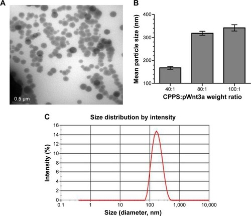 Figure 7 Characterization of cationized Porphyra yezoensis polysaccharide (CPPS)–plasmid Wnt3a (pWnt3a) nanoparticles.Notes: (A) Transmission electron microscopy image of the nanoparticles at a CPPS:pWnt3a weight ratio of 40:1. (B) Size distribution of the nanoparticles at CPPS:pWnt3a weight ratios of 40:1, 80:1, and 100:1, respectively. (C) Particle-size distribution of the nanoparticles at a CPPS:pWnt3a weight ratio of 40:1.
