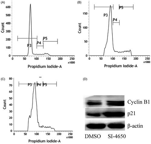 Figure 5. The effects of SI-4650 on cell cycle distribution and the expression levels of cyclin B1 and p21 in A549 cells. The A549 cells treated with DMSO (A), SI-4650 at 80 µM for 48 h (B), SI-4650 at 80 µM for 72 h (C) were fixed, stained by PI, and analysed by flow cytometry. (D) Protein expression levels were measured by Western blot analysis. The A549 cells were treated with SI-4650 at 80 µM for 48 h, and β-actin was used as the internal control.