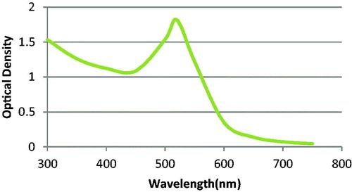 Figure 1. The absorbance spectra of synthesized AuNPs with the absorption peak at 520 nm.