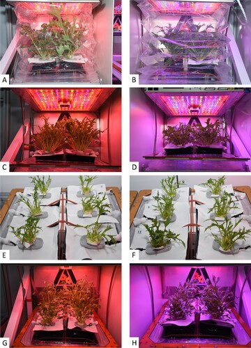 Figure 1. Ground control photos of VEG-04A red-rich (A) and blue-rich (B) light treatments at the single, final harvest (35 DAI); VEG-04B red-rich light treatment before (C) and after (E) and blue-rich light treatment before (D) and after (F) the second cut-and-come again harvest (43 DAI); and VEG-04B red- (G) and blue-rich (H) light treatments at final harvest (58 DAI).