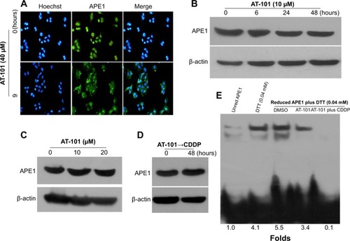 Figure 5 AT-101 alone or combined with CDDP targeting APE1 reduced status, leading to the inhibition of STAT3–DNA binding.