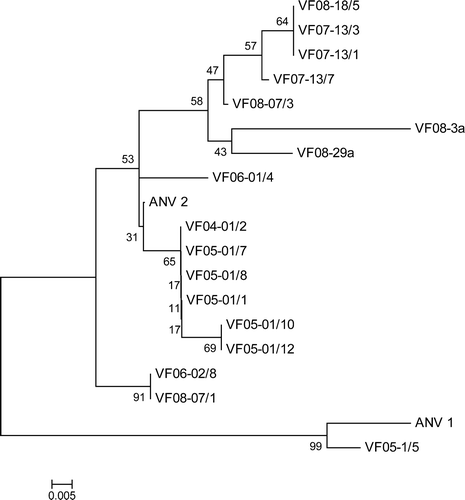 Figure 4.  Phylogenetic tree of ANVs based on 109-nucleotide 3′-UTR sequences. The ANV sequences include 14 determined from 182 bp amplicons and five different sequences selected from those shown in Figure 1. The tree was constructed with Mega 4 (Tamura et al., Citation2007) using the neighbour-joining method and 1000 bootstrap replicates (bootstrap values are shown on tree). Isolate details are given in Table 1 and accession numbers are given in Materials and Methods.