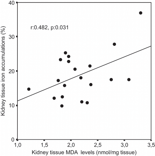 Figure 2. Scattergram showing the relation between kidney tissue iron accumulations (in %) and kidney tissue MDA levels (in nmol/mg tissue) in patient groups (ARF and ARF-VC groups).