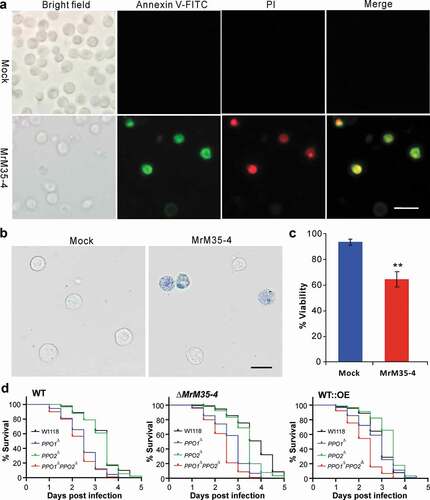 Figure 6. Induction of cell apoptosis and bioassays against different fly strains. (a) Annexin V-FITC staining assay. The S2 cells were incubated with or without MrM35-4 for 1 h and then harvested in PBS buffer by staining with the FITC-conjugated annexin V and PI (propidium iodide) for 30 min in dark. The dying cells could bind annexin V-FITC showing green staining, and those cells that lost membrane integrity could be stained by PI in red. (b) Trypan blue staining. The S2 cells were incubated with or without MrM35-4 for 3 h and then stained with trypan blue for 10 min. (c) Comparison of apoptotic cells between mock control and MrM35-4 treatments. Apoptotic cells were counted after trypan blue staining. **, t-test, P = 0.0011. (d) Survival of the wild-type, PPO1∆, PPO2∆, and PPO1∆PPO2∆ mutants of D. melanogaster after topical infection with the WT and different mutants of M. robertsii.