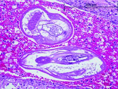 Figure 2. Cross sections of metastrongyles within a tract filled with hemorrhage and foamy macrophages.