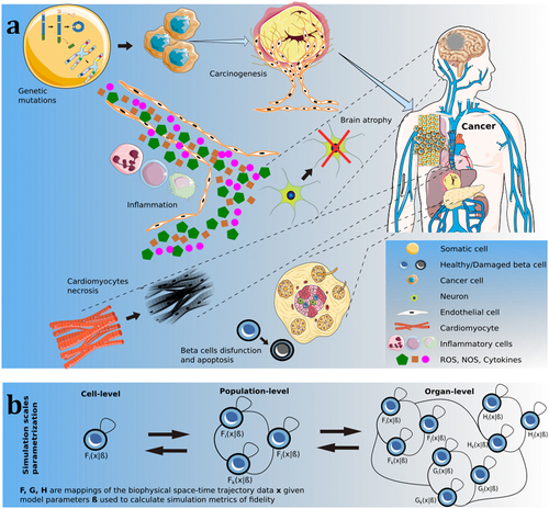 Figure 1. (a) Diseases pathogenesis. Environmental factors, ionising radiation, and an unhealthy lifestyle (e.g. smoke, obesity) are often regarded as triggers for the pathogenesis of, among others, cardiovascular and neurodegenerative diseases, cancer and diabetes. Together with chronic inflammation, where inflammatory cells (macrophages, T lymphocytes and neutrophils) secrete large amounts of reactive/nitrogen oxygen species and cytokines, these factors can impair the normal functioning of cells. As a consequence, apoptosis and necrosis of cardiomyocytes, beta cells in the islets of Langerhans and neurons can lead to cardiomyopathy, diabetes, and Alzheimer’s disease, respectively. The aforementioned risk factors can also cause genetic mutations and chromosome instability in somatic cells which can, in turn, switch to a hyperplastic, malignant phenotype and become cancerous. As these cells proliferate and consume nutrients, carcinogenesis is initiated, which stimulates angiogenesis and tissue remodelling. Finally, if circulating tumour cells extravasate the blood vessels’ epithelium, other organs can be invaded. [ROS: Reactive Oxygen Species, NOS: Nitrogen Oxygen Species] (b) Calibration process formalism of multi-scale biophysical processes: from cell-level homeostatic dynamics, to competition and cooperation at population level, and up to organ-level phenotypic interactions.