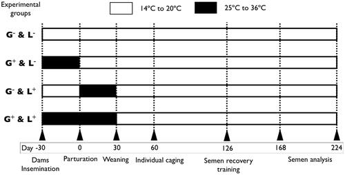 Figure 1. Schematic illustration of gestation and lactation period and time of exposure to high temperatures in the experimental groups. G−&L−, control animals raised in standard laboratory temperatures during both gestation and lactation; G+&L−, animals exposed to high temperatures during gestation; G−&L+, animals exposed to high temperatures during lactation; G−&L+, animals exposed to high temperatures during both gestation and lactation.