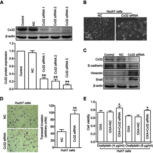 Figure 5 Depletion of Cx32 in parental Huh7 cells induces EMT and reduces chemosensitivity to OXA. (A) Western blot was conducted to detect the inhibitory effect of Cx32 siRNA in Huh7 cells. (B) Cell morphological changes of Cx32 downregulated Huh7 cells as assessed by microscopy. (C) Decreased expression of E-cadherin but increased expression levels of Vimentin and Snail were found upon Cx32 silencing in Huh7 cells, as shown by Western blot. (D) Invasive ability was enhanced by Cx32 knockdown in Huh7 cells as assessed by the transwell invasion assay. (E) The MTT assay was performed to measure cell growth in Huh7 cells transfected with Cx32 siRNA 3. **P<0.01 vs NC (D), and *P<0.05 vs either OXA treatment in Huh7 cells or OXA treatment in Huh7 cells transfected with control siRNA (E).Abbreviations: Cx, connexin; EMT, epithelial–mesenchymal transition; NC, negative control; OXA, oxaliplatin.