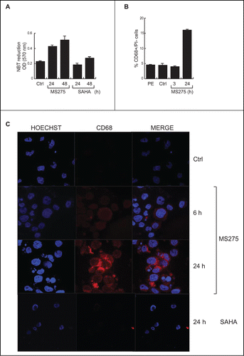 Figure 3. MS275, but not SAHA, induces expression of CD68 in leukemia. (A) NBT assay in U937 cells upon MS275 and SAHA treatment at 24 and 48 h. Error bars represent standard deviation from 2 independent experiments carried out in duplicate. (B) FACS analysis of CD68 expression in U937 cells upon MS275 treatment at 3 and 20 h. Error bars represent the standard deviation of 2 independent experiments carried out in duplicate. (C) IF analysis of CD68 showing CD68 localization in U937 cells treated with MS275 (5 μM) and SAHA (5 μM) for the indicated times. Cells were fixed and immune-stained with anti-CD68 (red). Nuclear DNA was stained with Hoechst (blue) and visualized using confocal microscopy. Scale bar 10 μm.