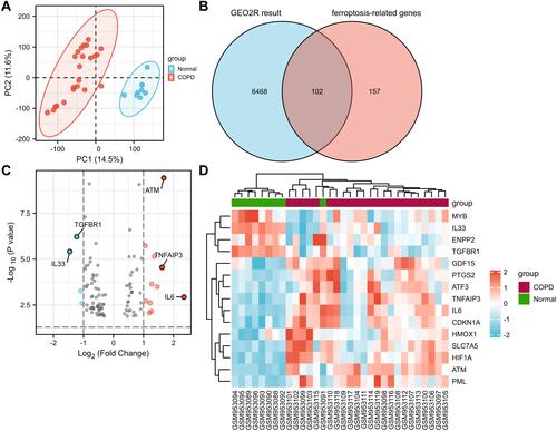 Figure 2 Identification of differentially expressed ferroptosis-related genes (FRGs). (A) The principal component analysis (PCA) plot of samples in GSE38974. (B) Venn diagram of GEO2R result and FRGs. (C) Volcano plot of differential genes between COPD and normal groups. The top five genes were labelled (upregulated-IL6, ATM and TNFAIP3, downregulated-IL33 and TNFBR1). (D) Heatmap of 15 differentially expressed FRGs.