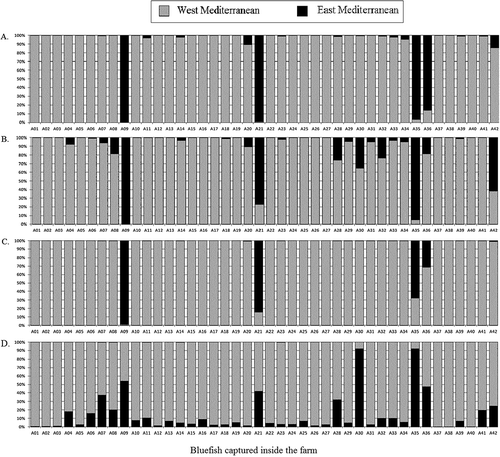 FIGURE 3. Assignment scores and membership estimations of Bluefish from inside the aquaculture farm. Each bar represents one individual fish from A1 to A42 belonging to the farm. Assignation to the local population (West Mediterranean) is in gray and assignation to Turkish population (East Mediterranean) is in black. (A) Rannala and Mountain (Citation1997) method; (B) Baudouin and Lebrun (Citation2001) method; (C) ONCOR (Kalinowski et al. Citation2007) method; (D) STRUCTURE software (Pritchard et al. Citation2000).