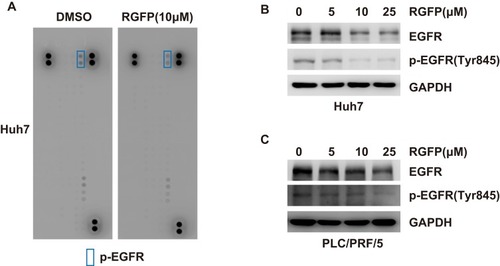 Figure 3 RGFP966 downregulates the expression and phosphorylation levels of EGFR in HCC cells. (A), Huh7 cells were treated with or without RGFP966 (RGFP, 10μM). And Human Phospho-RTK array was used to detect the effect of RGFP966 on relative phosphorylation of 49 different RTKs. Representative images were shown. (B) and (C) after treatment with indicated concentrations of RGFP966 (RGFP) for 48 hrs, proteins from Huh7 (B) and PLC/PRL/5 (C) cells were harvested, and Western Blot analysis was performed with the indicated antibodies. GAPDH was used as internal control.