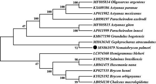 Figure 1. Neighbor-joining (NJ) tree of 15 Characidaes species based on 12 PCGs. The bootstrap values were based on 10,000 resamplings. The number at each node is the bootstrap probability. The number before the species name is the GenBank accession number. The genome sequence in this study is labeled with a black spot.