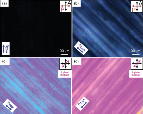 Figure 2. DTLM images of the DNA alignment layer on the ITO glass substrate. (a) DTLM image of the aligned DNA layer when the brushing direction was parallel to the analyzer and (b) at −45° with respect to the analyzer. A first-order retardation plate (λ = 530 nm) was inserted to investigate the direction of the DNA. (c) DTLM images of the sample when the brushing direction was at −45° and at (d) +45° with respect to the polarizer.