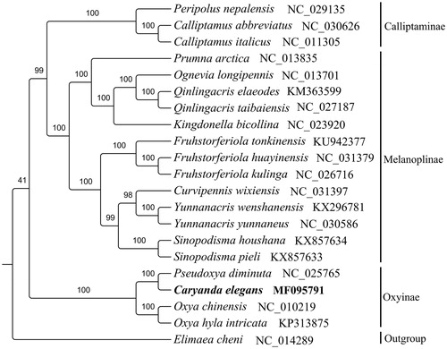 Figure 1. Maximum likelihood tree obtained using RaxML (Stamatakis Citation2014) with 1000 non-parametric bootstrap replicates. DNA sequences were aligned with MEGA4.0 (Tamura et al. Citation2007) individually and alignments of individual genes were concatenated using SequenceMatrix v1.7.8 (Vaidya et al. Citation2011). PartitionFinderV1.1.1 (Lanfear et al. Citation2012) was used to determine the optional model of evolution and partitioning scheme simultaneously. All mitogenomes were downloaded from GenBank except C. elegans, and the accession number was given with species names.