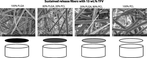 Figure 2. Scanning electron micrographs of electrospun sustained-release fibers containing 15 wt% TFV, and schematic of single-drug sustained-release microarchitecture. Inset shows dimpled fibers in majority PCL samples. Scale bars = 5 μm.