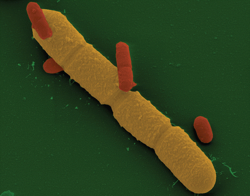 Figure 1 Electron microscope image of Bacillus megaterium (yellow) and Escherichia coli (red) vegetative cells. B. megaterium and E. coli cells were aerobically cultivated separately in LB medium at 37°C. They were grown until reaching the stationary phase. The two cultures were mixed in the ration of 1:1. Aldehyde-fixed bacteria were dehydrated with a graded series of acetone, critical-point-dried with liquid CO2, and sputter-coated with gold. Samples were examined in a field emission scanning electron microscope (FESEM) Zeiss DSM982 Gemini at an acceleration voltage of 5 kV using the Everhart-Thronley SE-detector and the SE-Inlens-detector in a 50:50 ratio. The image was colored subsequently. Magnification ×15,000. Compared to the E. coli volume of 0.5 µm3 (0.5 × 0.5 × 2), B. megaterium has at least up to 100-times higher volume.