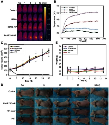 Figure 10 Therapeutic effects of PTT mediated by FA-IR780-NP in vivo. (A) Thermal images of SKOV3 tumor-bearing mice from different groups (control, IR780, IR780-NP, and FA-IR780-NP) upon 808 nm laser irradiation (1 W/cm2, 10 min). (B) Temperature elevation curves of (A) at the tumor sites under 808 nm laser irradiation. (C) Tumor volume curves of the different groups after treatments. (D) Images of tumor-bearing mice in the four groups were captured over a 30-day period after the different treatments. (E) Body weight curves of the different groups after treatments. The values are expressed as the mean ± SD, n=6 per group.
