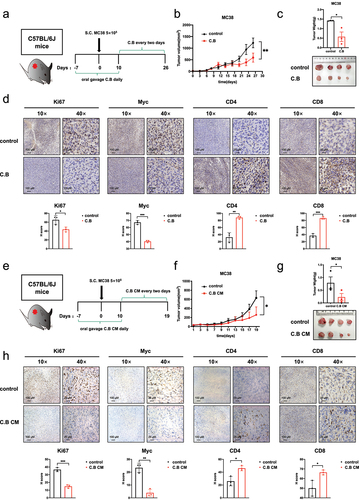 Figure 5. Therapeutic benefits of C.B by downregulating MYC expression and enhancing the immune response through increased CD8+ cell infiltration.