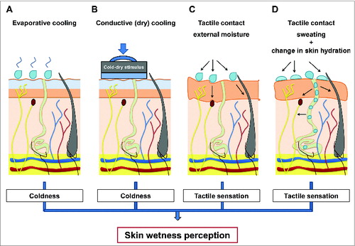 Figure 4. Summary of sensory mechanisms (i.e., integration of cutaneous temperature and tactile inputs) which seems to underpin humans ability to sense and discriminate between moisture levels on the skin, both when these are the result of a contact with an external stimulus (A–C) as well as when resulting from actively sweating (D).