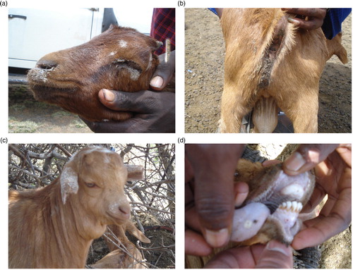 Fig. 1 Clinical signs of peste des petits ruminants in goats of Ngorongoro, Tanzania. The pictures show oculonasal discharges and matting of eyelids (a) diarrhea soiling the perineum (b) submandibular edema (c), and sores and nodules on the gums and tongue (d).