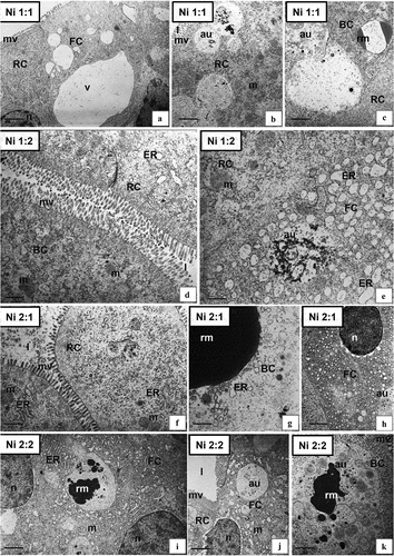 Figure 5. Ultrastructure of the hepatopancreas of N. davidi in experimental groups: Ni 1:1 (a–c), Ni 1:2 (d,e), Ni 2:1 (f–h), Ni 2:2 (i–k). TEM. FC - F-cell, RC - R- cell, BC - B-cell, n - nucleus, ER - cisterns of endoplasmic reticulum, mv - microvilli, l – midgut lumen, m - mitochondria, rm - reserve material, au - autophagosome, v – vacuole. Scale bar: (a) 1.9 μm, (b) 1.3 μm, (c) 1.7 μm, (d) 0.8 μm, (e) 0.5 μm, (f) 0.7 μm, (g) 1 μm, (h) 1 μm, (i) 1 μm, (j) 1.7 μm, (k) 1 μm.