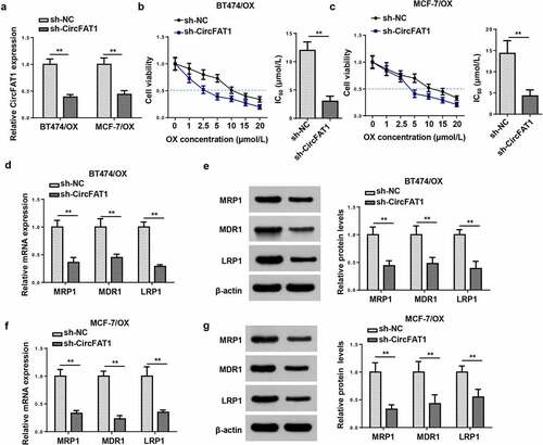 Figure 2. CircFAT1 knockdown decreases resistance of BC cells to OX