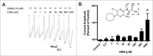 Figure 1. 5-(N,N-Hexamethylene) amiloride (HMA) potentiates the hGABA-(A)ρ1 receptor. (A) Resulting representative wild type hGABA-A ρ1 receptor current generated by the co-application of GABA (10 µM) with increasing concentrations of HMA are shown. (B) Summary of potentiation of the hGABA-A ρ1 receptor in the presence of increasing HMA. Data are presented as the mean ± SEM of n ≥ 4 cells. Significance is indicated by: *, p ≤ 0.05 using a One-way ANOVA comparison with Bonferroni post-hoc test compared to the control. Dashed square highlights the guanidine group.