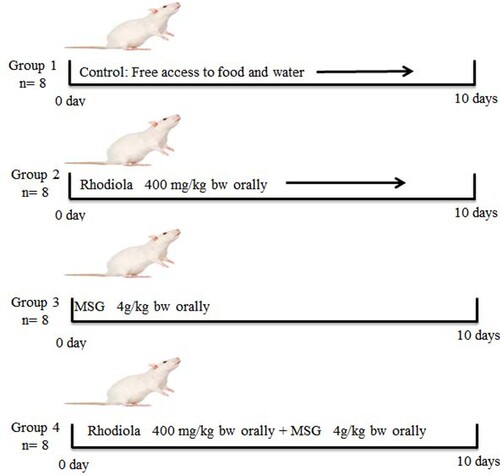 Figure 1. Schematic graph for the experimental protocol used in this study.