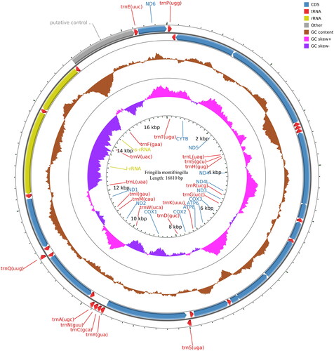 Figure 2. Circular maps of the mitochondrial genome of F. montifringilla.