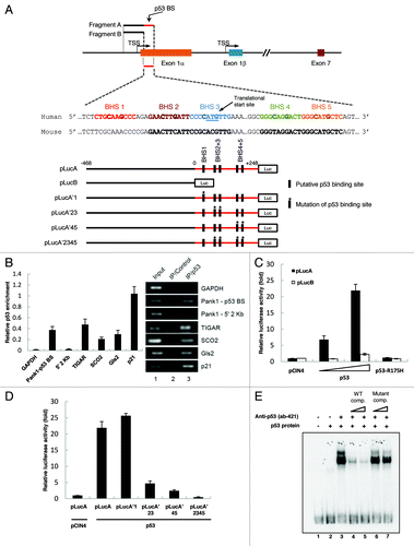 Figure 1.PANK1 gene is a p53 transcriptional target. (A) Schematic representation of the human PANK1 gene and its promoter. The potential p53 binding sites (p53 BS) are located in the 5′ region of PANK1 exon 1α. TSS represents the transcriptional start site. Luciferase construct pLucA containing the p53 BS and construct pLucB lacking the p53 BS are derived from the potential PANK1 promoter region for luciferase reporter gene assays in (C and D). In addition, luciferase constructs containing mutations of the potential p53 consensus sequences are denoted as pLucA’1, pLucA’23, pLucA’45, and pLucA’2345. (B) The left panel shows ChIP-qPCR analysis of p53 enrichment at the promoter regions of PANK1, TIGAR, SCO2, GLS2, and p21 in H1299 cells expressing p53. GAPDH and a region located 2 kb upstream of the PANK1 p53 BS were used as negative controls. The right panel shows semi-quantitative analysis of p53 binding to the corresponding regions in the left panel. (C) p53 activates luciferase activity of reporter construct containing p53-binding elements in the PANK1 promoter. H1299 cells were transfected with control vector (pCIN4), increasing amounts of p53 expression vector, or vector expressing binding-deficient p53 mutant R175H along with luciferase constructs pLucA or pLucB for 24 h before measuring luciferase activity. (D) Mutations of p53-binding elements on the reporter construct abolished p53-induced luciferase activity. H1299 cells were co-transfected with p53 expression vector and various mutated luciferase constructs for 24 h before measuring luciferase activity. (E) Gel shift assay showing p53 binding on oligonucleotide containing p53-binding sites in the PANK1 promoter region. The DNA binding activity of purified p53 protein was enhanced with C-terminal p53 antibody pAb421. Specificity of the binding was verified by competition with non-radiolabeled wild-type and mutant probes.