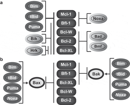 Figure 1. Functional interactions among Bcl-2 family members.Inhibitory interactions among pro-survival members (dark grey boxes), and strong (dark grey ovals) versus weak (light grey ovals) BH3-only members. Stimulatory (arrow) and inhibitory (blockline) interactions among pro-survival Bcl-2 members, BAX/BAK1, and strong BH3-only members. NOXA is tentatively represented as activator of BAK and BAX based on Refs. 20–23.Figure compiled and adapted from information and similar schemes represented in Refs [Citation8,Citation9,Citation18,Citation20].