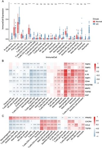 Figure 7 The landscape of immunocyte infiltration. (A) Expression differences of 22 distinct immune infiltrating cells between UC and normal groups. (B) The correlation heatmap of the PANoptosis-related hub genes and immune infiltrating cells in UC. (C) The correlation heatmap of the autophagy-related hub genes and immune infiltrating cells in UC. *p < 0.05; **p < 0.01; ***p < 0.001; ****p < 0.0001.