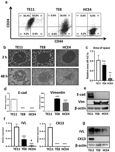 Figure 1. Characteristic features of CSCs in ESCC cell lines. (a) TE11, TE8, and HCE4 cells were stained with PE-Cy7-anti-CD24 and APC-anti-CD44 antibodies and analyzed by FACS. (b and c) TE11, TE8, and HCE4 cells were seeded on a Radius Cell Migration Assay Kit and incubated overnight. Subsequently Radius Gel was removed, and cell migration was evaluated at 2 and 48 h. The area of space was measured by Image J software (n = 3). **p < .01 vs. TE11 cells. (d) mRNA expression of EMT markers (E-cad and Vimentin) in ESCC cell lines. *** p < .001 vs. TE11 cells. (e) Protein expression of EMT markers (E-cad and Vimentin) in ESCC cell lines. (f) mRNA expression of differentiation markers (IVL and CK13) in ESCC cell lines. ***p < .001 vs. TE11 cells. #p < .05 vs. TE8 cells. (g) Protein expression of differentiation markers (IVL and CK13) in ESCC cell lines. n.s.: not-significant, E-cad: E-cadherin, Vim: Vimentin