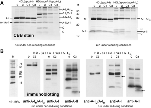 Figure 1 MMP proteolysis on HDL containing apoA‐I (from wt blood bank donors) and HDL containing apoA‐I and apoA‐IM (from heterozygous carriers): Time course and size of the proteolytic peptides. A: Polyacrylamide gel electrophoresis in the presence of sodium dodecyl sulfate (SDS‐PAGE) and Coomassie staining of HDL samples; run under nonreducing (left) and reducing conditions (right): 0 = control; 3 = incubation for 3 days in nonconditioned medium; C1, C3 = incubation for 1, or 3 days, in medium conditioned for 24 h by 1×106 rat peritoneal macrophages (RPM)/mL. Band identifications are marked sidewise. (Our unpublished results.) B: SDS‐PAGE as above and immunoblotting of HDL samples containing apoA‐I/apoA‐IM; run under nonreducing (left) and reducing conditions (right). The same nitrocellulose membranes were probed with an anti‐apoA‐IM/apoA‐IM (left), then with an anti‐apoA‐I (middle) and with an anti‐apoA‐II antiserum (right). (Our unpublished results.) MMP = matrix metalloprotease; HDL = high density lipoprotein; apoA‐I = apolipoprotein A‐I; wt = wild‐type; CBB = Coomassie Brilliant Blue.