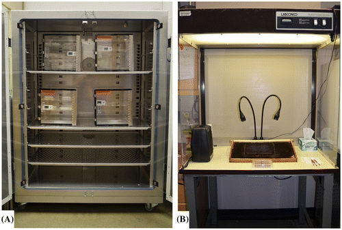 Figure 3. Incubator containing desiccators used to house larval and pupal sterile tissue culture plates (A), and positive flow hood used for in vitro larval grafting, feeding, and monitoring for mortality (B).