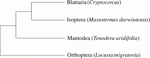 Figure 1.  Phylogeny of the taxa used in this study. The phylogenetic tree was a modification of the tree that Lo et al. (Citation2000) inferred from 18S r DNA and COII. Each species of Isoptera, Mantodea and Orthoptera was used as references for comparative analysis of nucleotide sites in the aligned sequences of the genus Cryptocercus. T. aridifolia was used as an outgroup in the relative rate test.
