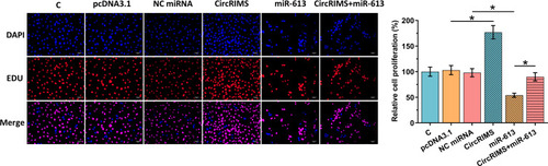 Figure 5 CircRIMS overexpression reduced the inhibitory effects of miR-613 overexpression on cell proliferation. The role of CircRIMS and miR-613 in regulating the proliferation of KYSE450 cells was analyzed by BrdU assay. Experiments were repeated 3 times and mean±values of three biological replicates were present an compared. *p<0.05.