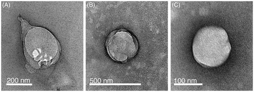 Figure 8. TEM images of negatively stained liposomes produced from formulations B (panel A), E (panel B) and F (panel C) by low-energy sonication (LES).