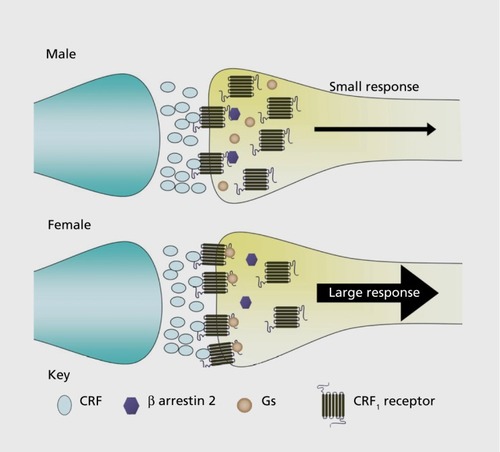 Figure 2. Schematic depicting sex differences in corticotropin-releasing factor subtype 1 receptor (CRF1) trafficking. In males, when corticotropin-releasing factor (CRF) released from presynaptic axon terminals (blue) binds to CRF1 on the plasma membrane of locus coeruleus dendrites (yellow), β-arrestin 2 associates with CRF1 and initiates receptor internalization. This results in an attenuated response to subsequent CRF. In females, stress-induced association of β-arrestin 2 with CRF1 is less than in males, perhaps because of the increased CRF1-Gs association. As a result, stress does not induce CRF1 internalization and the response of locus coeruleus neurons to CRF is relatively larger in females. Gs, stimulatory G-protein