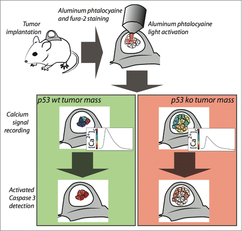 Figure 1. Imaging of calcium signaling and apoptosis into tumor mass. Tumors grown within the skinfold chamber are loaded with aluminum phtalocyanine and the Ca2+ indicator Fura-2. Phtalocyanine activation and Ca2+ signal recording are performed in the same situ using the microscope optics. After Ca2+ live imaging, apoptosis is measured by intravenous administration of a fluorescent marker measuring caspase activity.