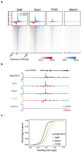 Figure 2. NET-prism application on polymerase-bound transcription factors. (a) Metaplot profiles and heatmaps over protein-coding genes (n = 4,314) for polymerase associated elongation (Spt6, Ssrp1) and initiation (TFIID, Med14) factors. A 10-bp smoothing window has been applied. Blue = Sense transcription, Red = Anti-sense transcription. (b) RNA Pol II interrogation of all NET-seq/prism libraries over a single gene (Srsf6). (c) Cumulative distribution of Pol II travelling ratio as assessed by NET-prism.